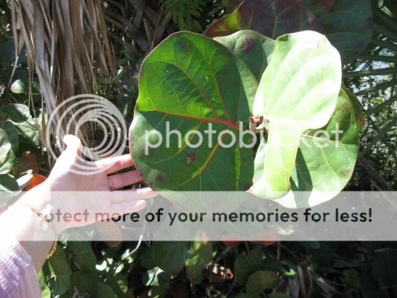 Big leaves
