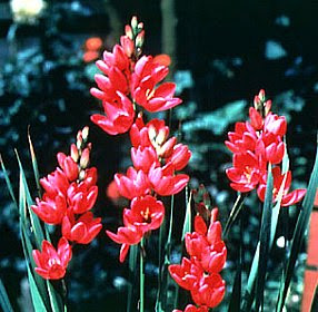 イキシアの花言葉 花言葉事典