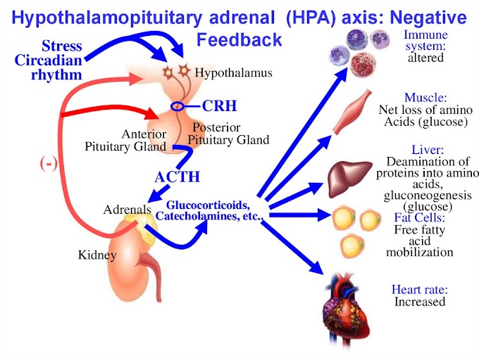 Cholesterol Medicines Side Effects : Lemongrass Tea: 10 Benefits : While taking amoxicillin, 500mg 3 times a day, i found i have a side effect reaction.