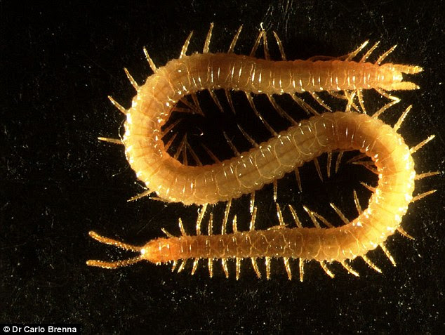 Researchers from Cambridge University have sequenced the first full myriapod genome from the Strigamia maritima, which is of interest because they believe the creature could shed light on the ancestor of beetles and crabs, as well as some other invertebrates 
