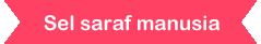 Blog SistemSaraf