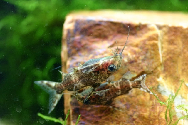 逆さに泳ぐ熱帯魚 サカサナマズ の特徴と飼い方 熱帯魚 アクアリウム情報マガジン