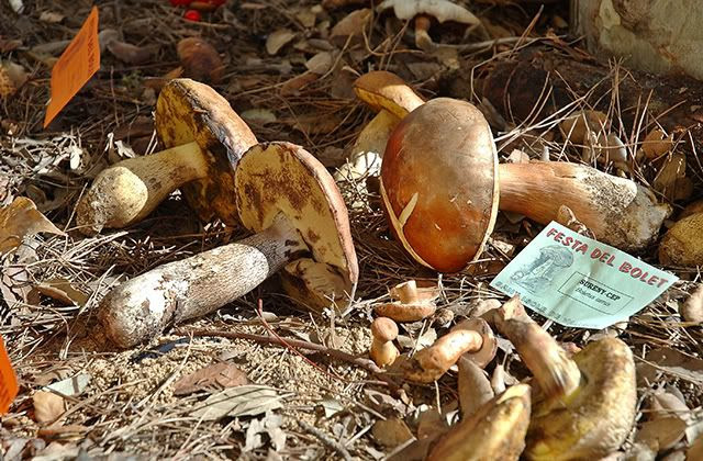 Gathering Wild Mushrooms or Bolets in Catalonia, Spain [enlarge]
