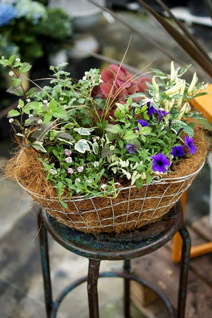 ６月最後も寄せ植えです ゞ 元気で活きの良い植物専門店エコマルシェオニヅカのブログ