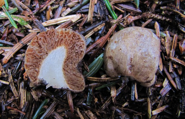 Thaxterogaster pavelekii
