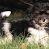Havanese Puppies For Adoption In Texas / Havanese breeder ~ havanese puppies for sale.