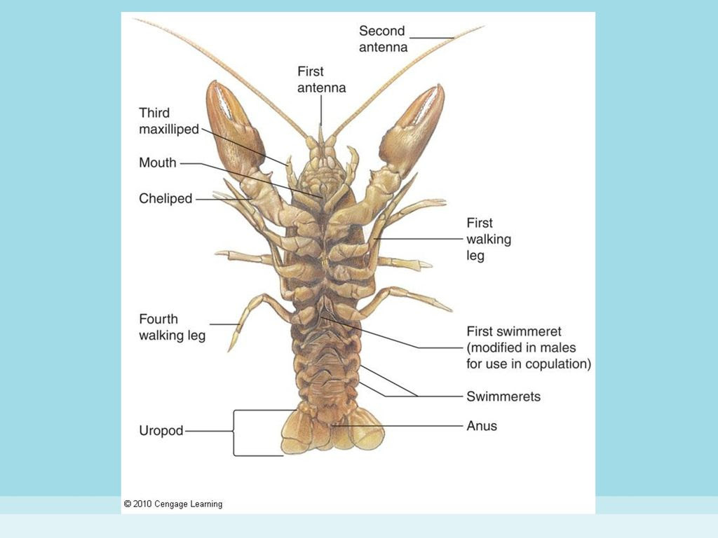 Blue Crayfish : Everything you need to know about this species