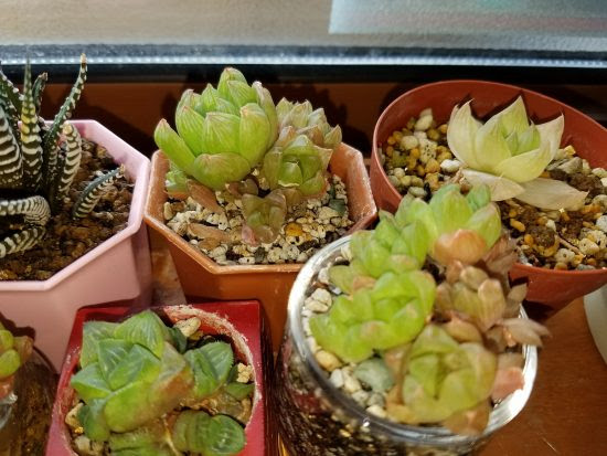 ハオルチア オブツーサの育て方 ハオルチアの増やし方株分け方法など