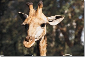 Giraffe[1]