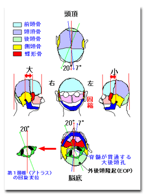 頭蓋骨矯正の神戸カイロプラクティック 頭蓋骨の歪みと影響