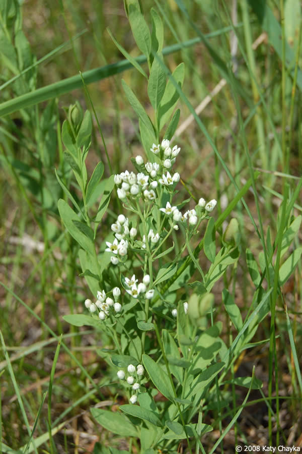 Comandra Umbellata Bastard Toadflax Minnesota Wildflowers