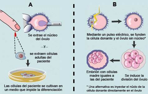 Resultado de imagen para clonacion usando ovulos de vaca