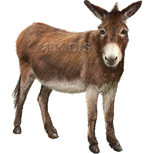驢馬 ロバのイラスト 条件付フリー素材集