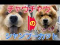 画像をダウンロード ポメラニアン チャウチャウ カット 129146-ポメラニアン チャウチャウ カット