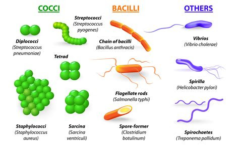bacteria microbiology series techni  smart knowledge