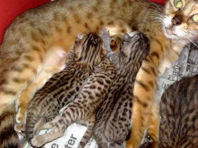 Bengal Kittens FOR SALE ADOPTION from Selangor Klang ...