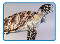 Free Drawing Lessons