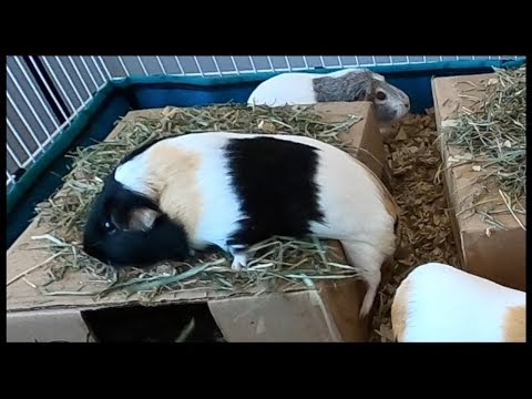 Guinea pig jump fail