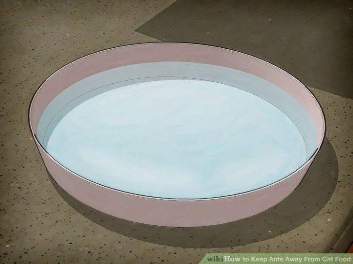 Keep Ants Away From Cat Food Step 4.jpg