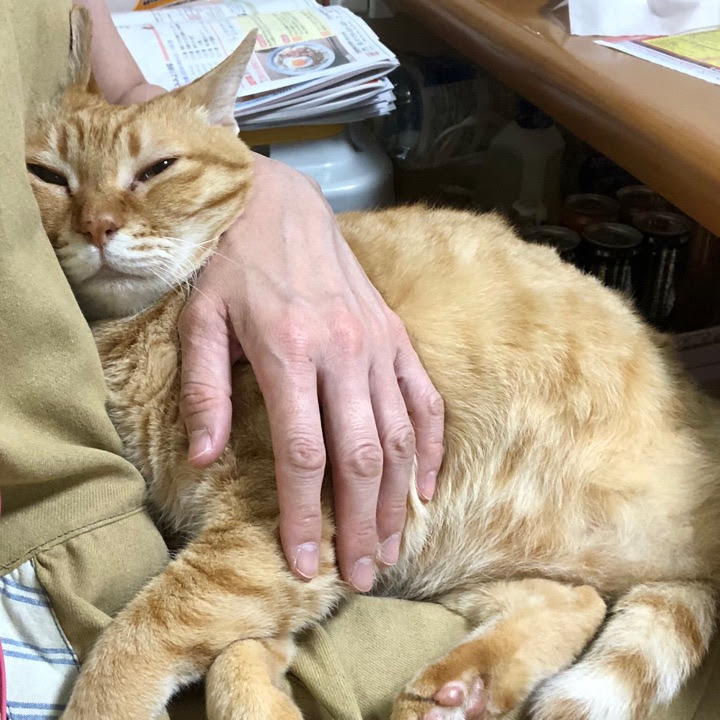 膝の上で寝る猫を作るには 膝に乗る理由と乗らない理由を大解説