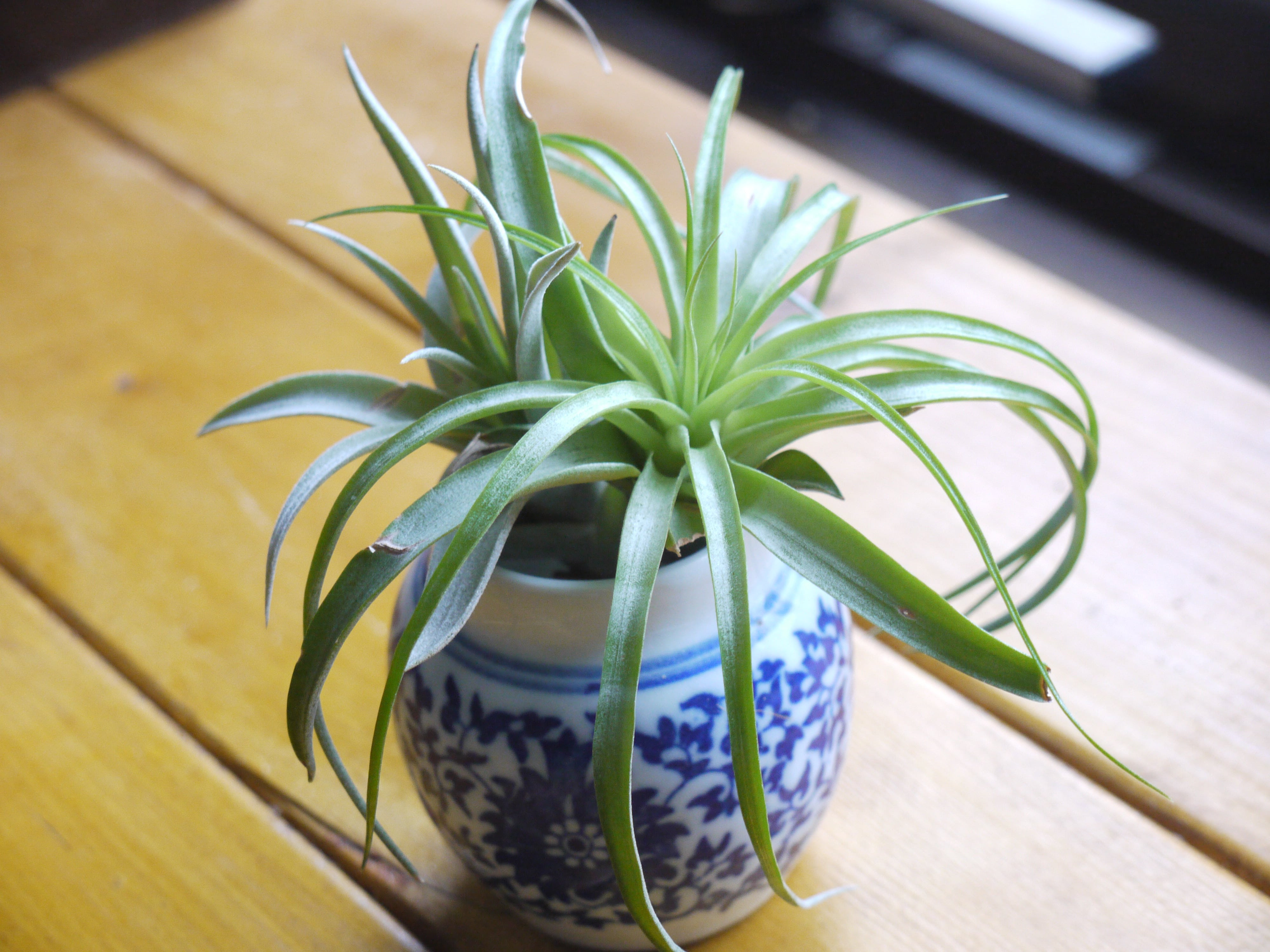 100均植物たちの成長 エアプランツ 17年秋 ぴすけの庭
