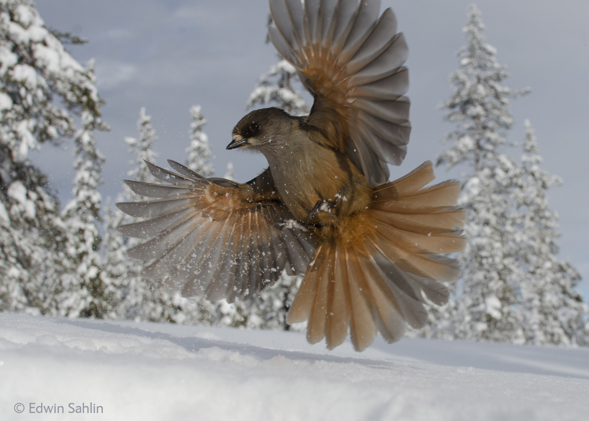 Wildlife Photographer of the Year
