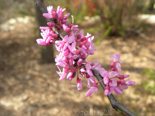 DSCN4649 Redbuds