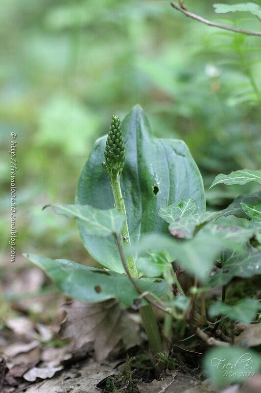 Listera ovata