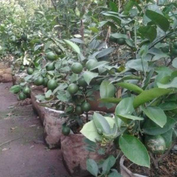 Jual Bibit Unggul Tanaman Jeruk Nipis Jumbo Bibit Online