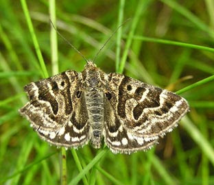 Butterfly Conservation Hertfordshire and Middlesex Bran