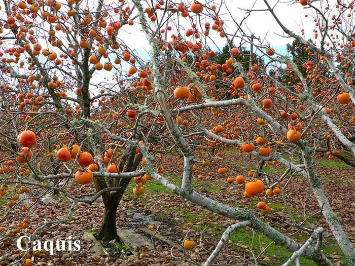 Frutas, Plantas, Flores