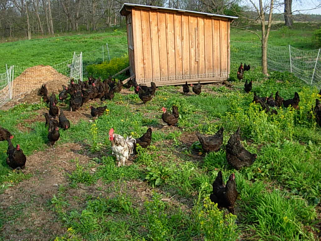Chicken Coop Plans On Skids Chicken Coop Enclosures