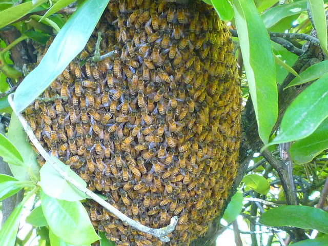 bees