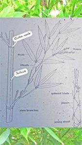 parts of a bamboo culms -structure and anatomy