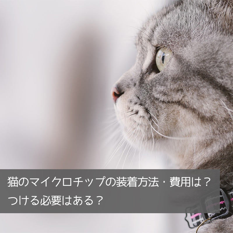 猫のマイクロチップの装着方法 費用は つける必要はある