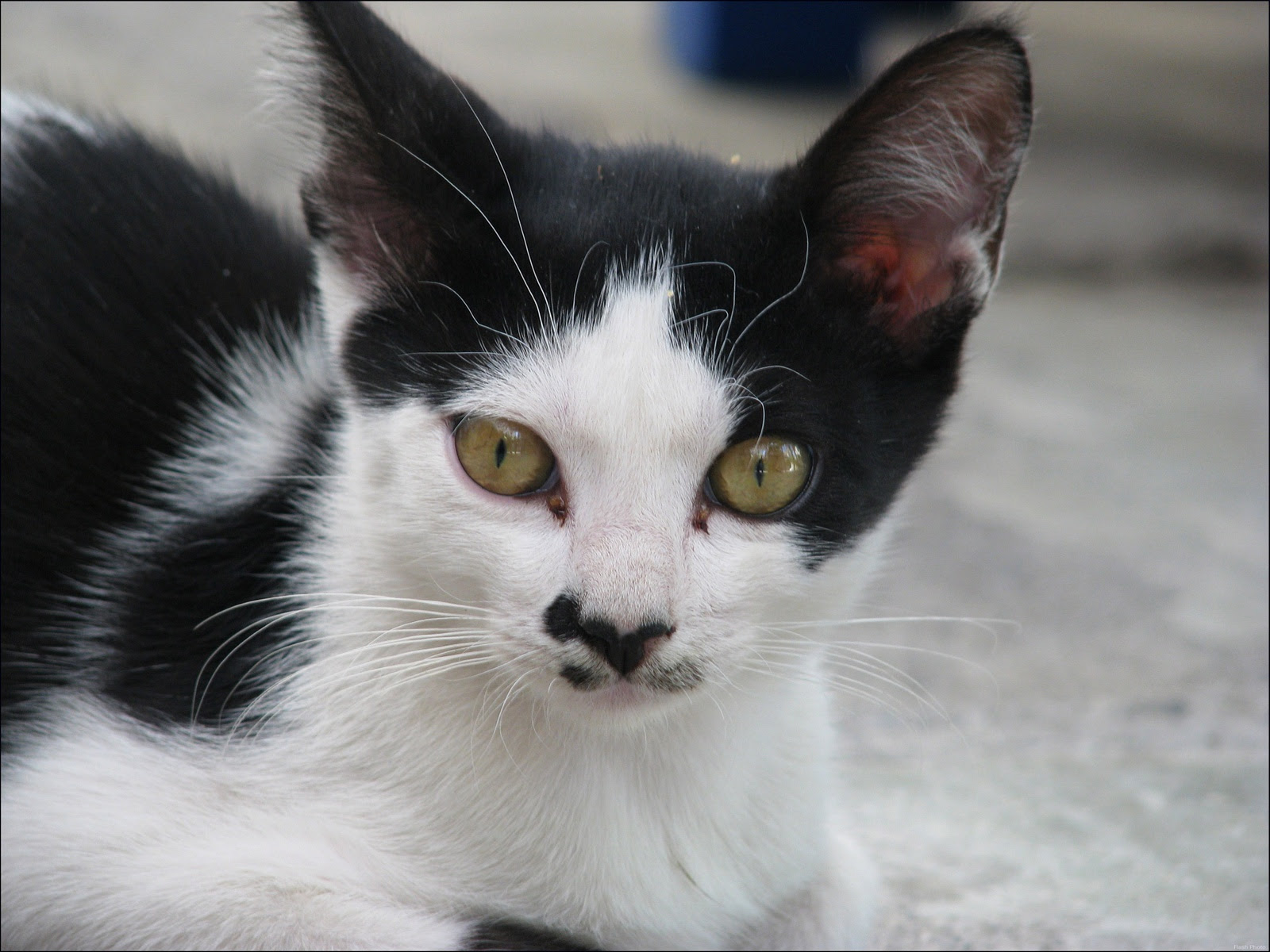 Gatti Immagini Cat HD Wallpaper And Background Foto 13494271