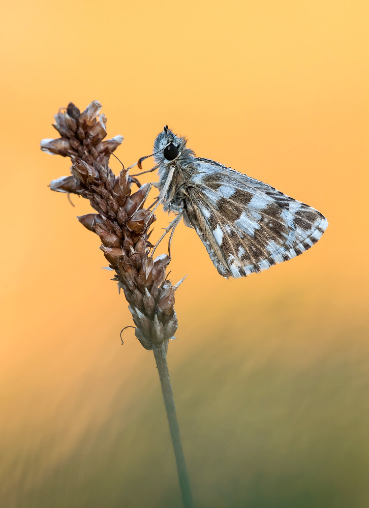 nature photography, view community,