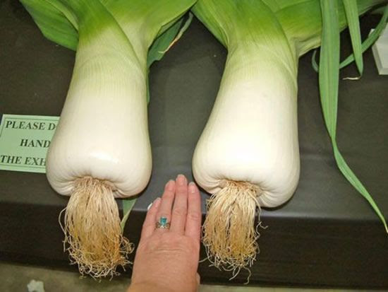 Giant Vegetables (26 pics)