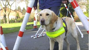 Guide dog's prize for sensing fit