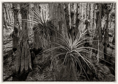 The Cypress Dome, Loop Rd, Everglades N.P.