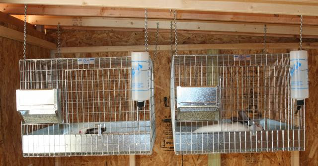 My Rabbit Shed/Chicken Coop | BackYardHerds.com