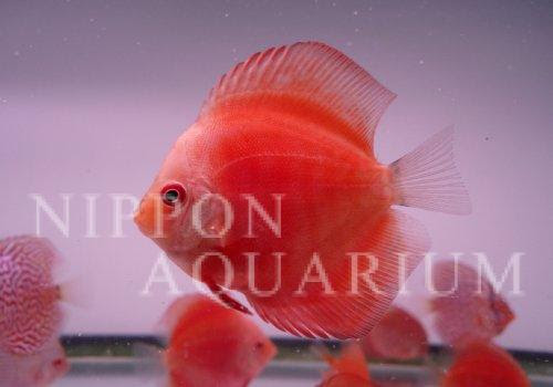 マルボロレッドディスカス 飼育方法 飼い方 餌 水温 混泳などについて 熱帯魚図鑑 熱帯魚の飼育 混泳 繁殖 病気など