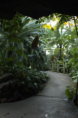 Tropical Pavilion, Steinhardt Conservatory, BBG