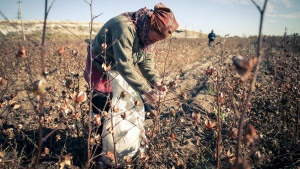 A cotton picker is at work during this year's harvest in Karakalpakstan, Uzbekistan in this October 2015 photo courtesy of Anti-Slavery International released to Reuters on December 18, 2015. REUTERS/Simon Buxton/Anti-Slavery International/Handout 