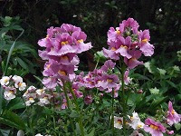 ３月１７日の誕生花 ネメシアの花言葉 偽りのない心 包容力 のある大輪のサンサシア 弥生おばさんのガーデニングノート 花と緑の365日 楽天ブログ