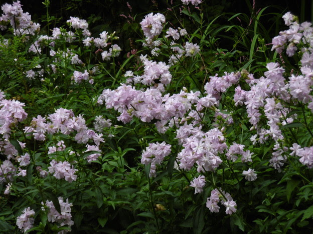 八重咲きソープワート 写真共有サイト フォト蔵