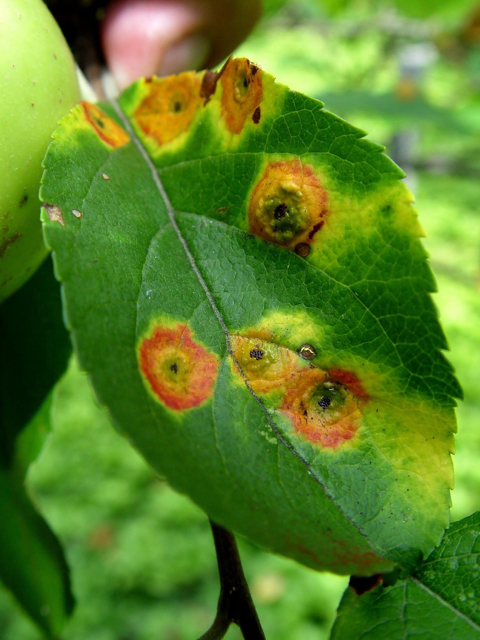 metal from how remove fungus to leaves: trees, seed Planting This rusted under decision, metal from how remove fungus to leaves: trees, seed Planting This rusted under decision,