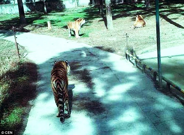 The people on the truck began phoning friends and family as the Siberian tigers circled the truck