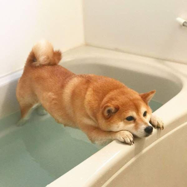 そこまでお風呂嫌いなのか 犬へのボケ 5714 ボケて Bokete
