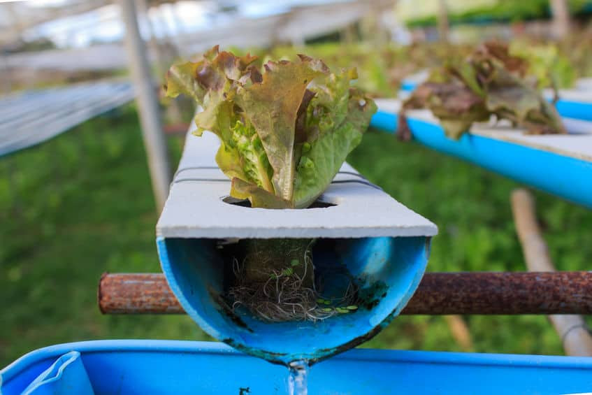 Aquaponics system needs Global Aquaponic and Hydroponic System Market 2021 Industry Analysis, Size, Share, Growth, Trend and Forecast to 2027